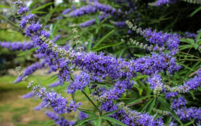Vitex Agnus Castus untuk infertilitas?