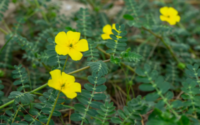 Tribulus terretris manfaat untuk kesehatan